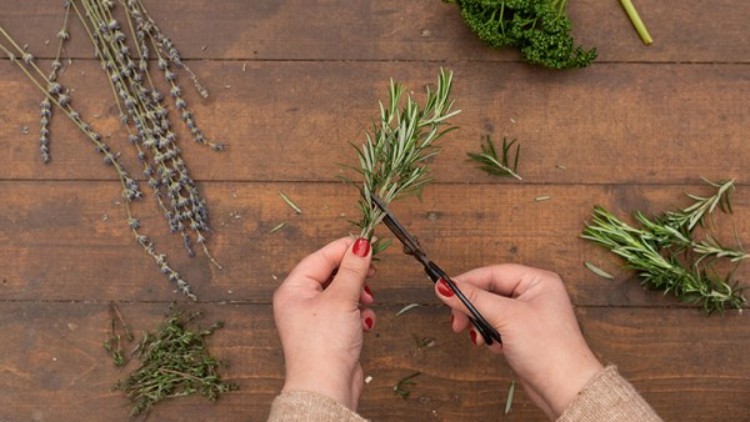 Hände mit rotem Nagellack schneiden frischen Rosmarin mit einer schwarzen Schere auf einem Holztisch.