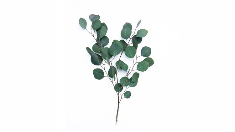 Eucalyptus