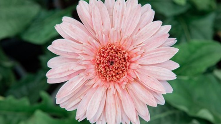 Gerbera