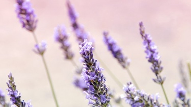 Lavendel