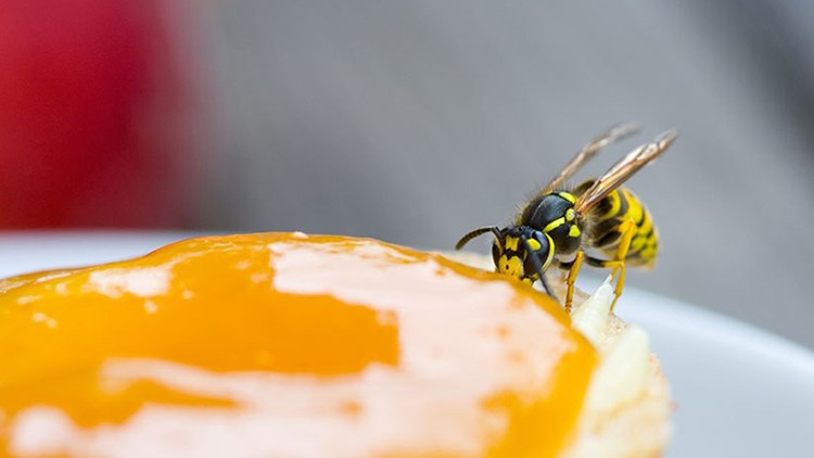 Natürlicher Insektenschutz