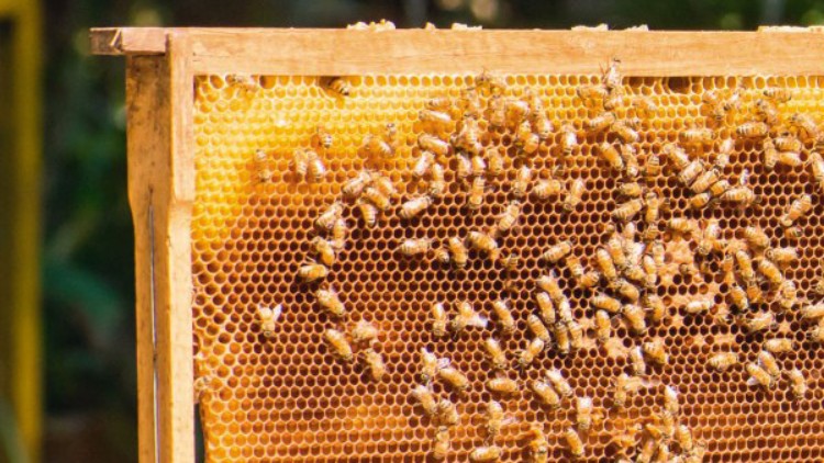 Bienenwaben