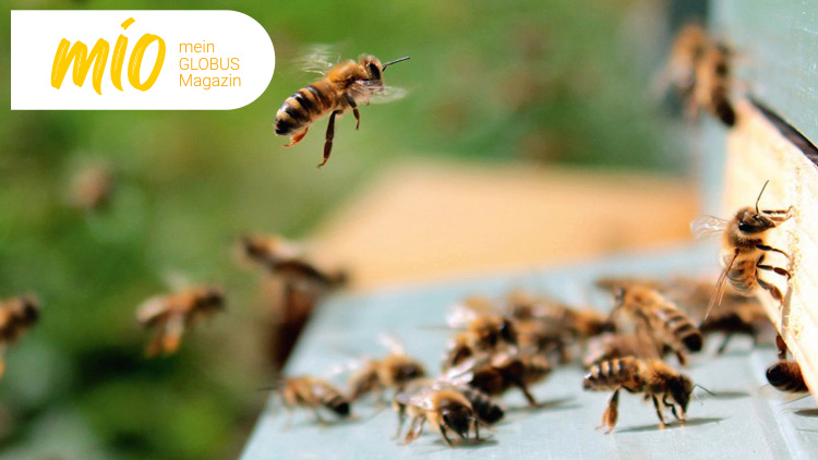 Honigbienen fliegen und sitzen vor einem Bienenstock, links oben steht „mio mein GLOBUS Magazin“ auf weißem Hintergrund.