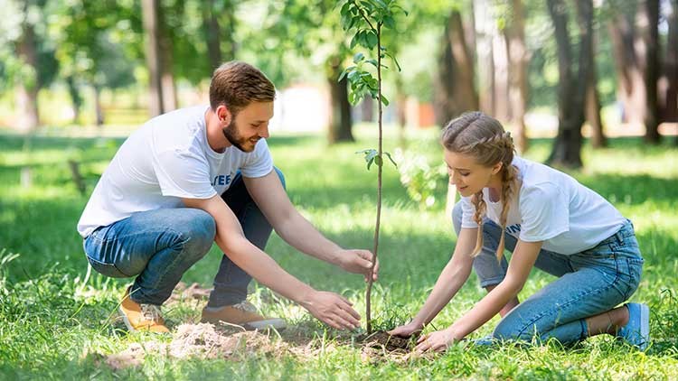 Paar pflanzt einen Baum