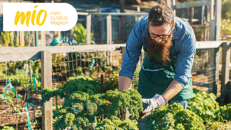 Person mit Schürze und Handschuhen erntet grünen Wirsing in einem umzäunten Garten, oben links steht „mio mein GLOBUS Magazin“.
