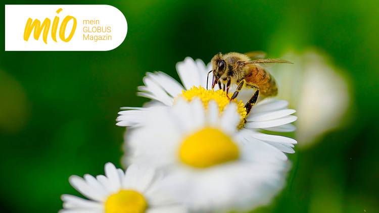 Eine Biene sitzt auf einer weißen Margerite und sammelt Pollen, im Hintergrund unscharfe grüne Vegetation, oben links mio mein GLOBUS Magazin.