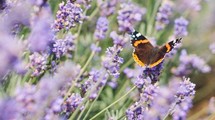 Schmetterling auf Lavendel