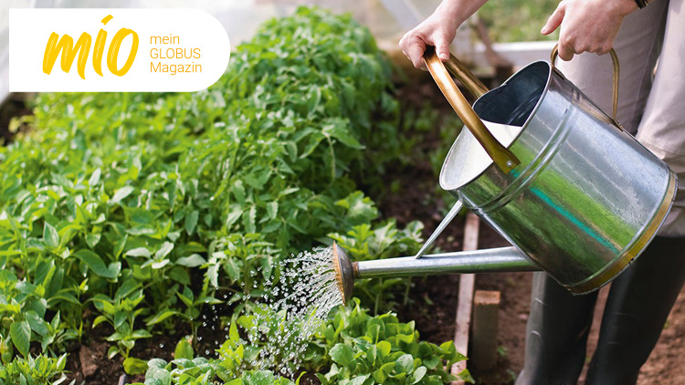 Eine Gießkanne aus Metall bewässert junge grüne Pflanzen in einem bepflanzten Gartenbeet, oben links steht „mio mein GLOBUS Magazin“.