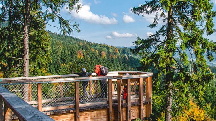 Panorama Blick in den  Wald