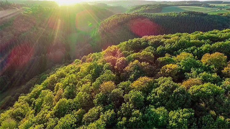 Sonnenuntergang Urwald