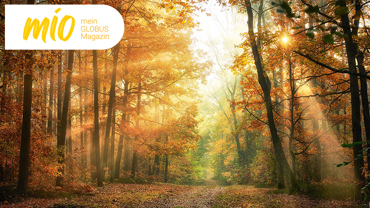 Herbstlicher Wald mit buntem Laub in Rot- und Gelbtönen, Sonnenstrahlen fallen schräg durch die Bäume, mio mein GLOBUS Magazin.