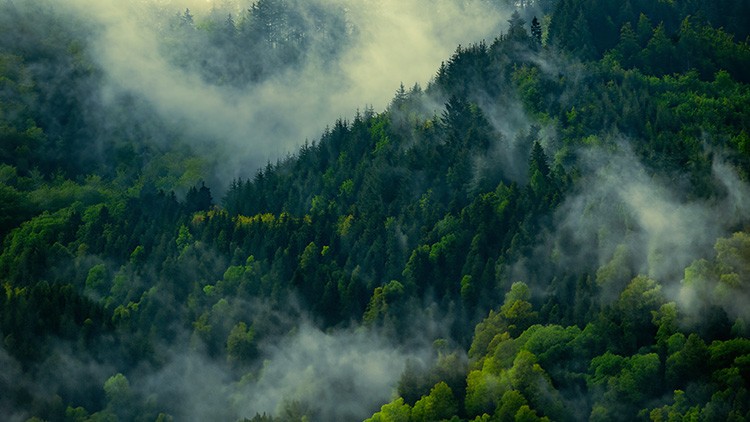 Dichter Wald mit grünen Bäumen, durchzogen von Nebelschwaden, gelegen auf hügeligem Gelände in einer natürlichen Landschaft.