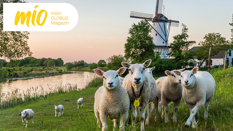 Fünf Schafe stehen auf einer Wiese vor einer weißen Windmühle, einem Fluss und Bäumen bei Sonnenuntergang, mio mein GLOBUS Magazin.
