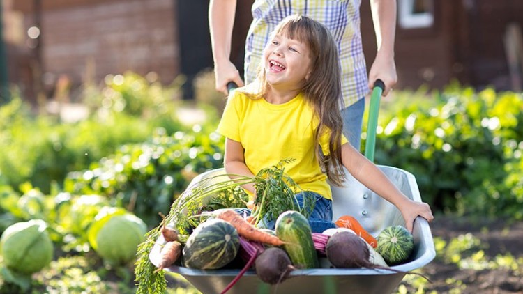 Kind mit Gemüse in Schubkarre