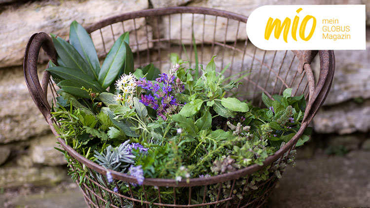 Ein Drahtkorb mit frischen Kräutern und Blumen steht vor einer Steinmauer, rechts oben steht „mio mein GLOBUS Magazin“.