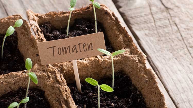 Tomaten werden in Eierkartons vorgezogen