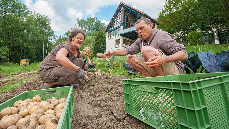 Kartoffelernte in der Gemeinschaft Sulzbrunn
