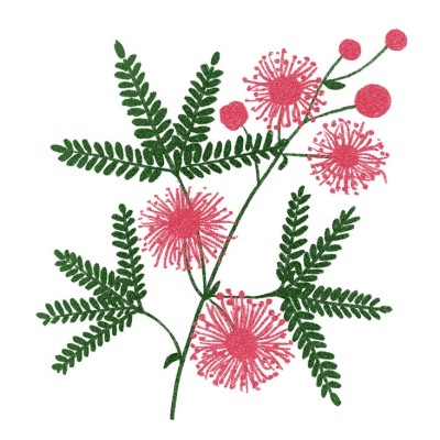 Mimose