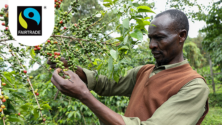 Eine Person erntet an einem Baum Zweige mit grünen und roten Kaffeekirschen, oben links das Fairtrade-Logo.