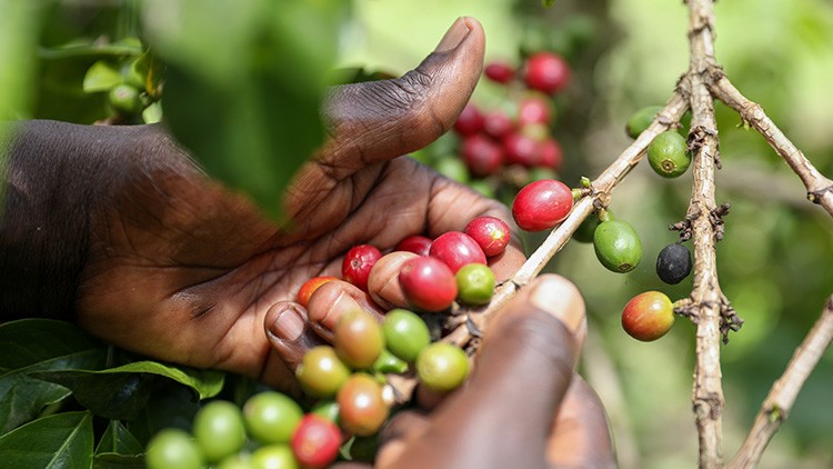Hände pflücken reife und unreife Kaffeekirschen von einem Zweig mit grünen Blättern im Hintergrund.