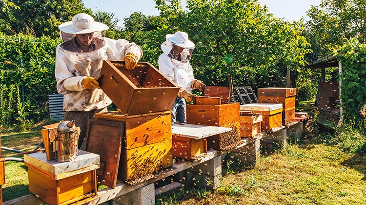 Zwei Imker in Schutzkleidung arbeiten an hölzernen Bienenkästen auf einer Wiese, umgeben von Grün und Bienen.