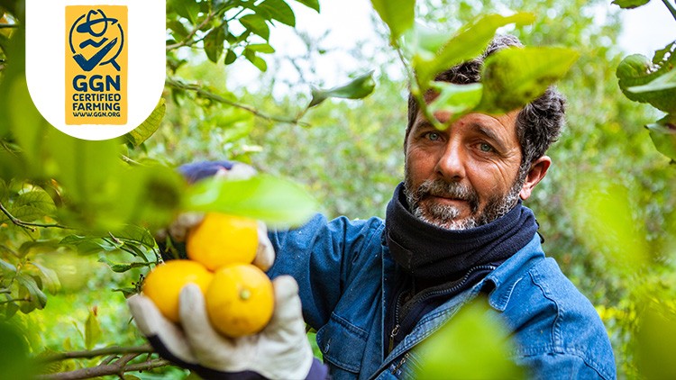 Person in blauer Kleidung und Handschuhen erntet gelbe Zitrusfrüchte von einem Baum, links oben GGN Certified Farming Logo.