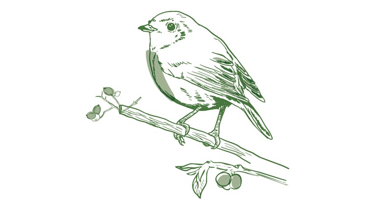 Ein Vogel in grüner Strichzeichnung sitzt auf einem Zweig mit Blättern und kleinen Beeren.