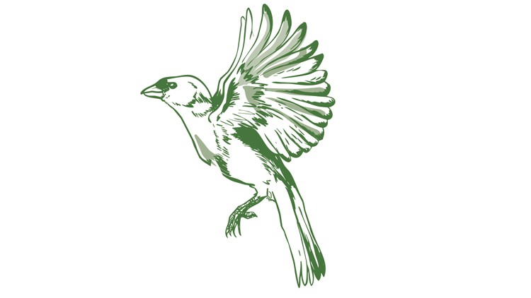Grüne, detaillierte Zeichnung eines Vogels mit ausgebreiteten Flügeln auf weißem Hintergrund.
