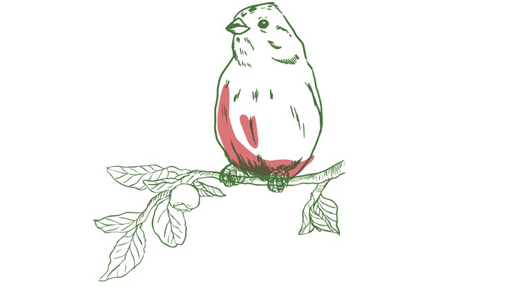 Illustration eines Vogels mit rosa Brust und grünem Umriss auf einem Ast mit Blättern und einer kleinen Frucht.