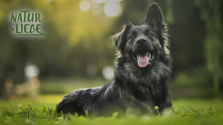 Schwarzer Hund mit langer Schnauze und aufgestellten Ohren liegt auf einer Wiese, Text im Bild: Natur + Liebe.