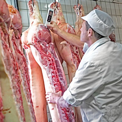 Eine Person in weißer Arbeitskleidung prüft mit einem Gerät Fleischhälften, die in einer Reihe an Haken hängen.