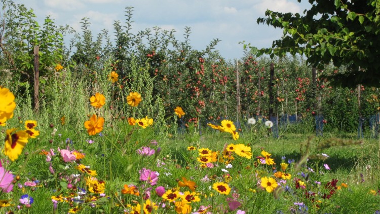 Eine bunte Blumenwiese mit gelben, pinken und violetten Blüten vor einer Obstplantage mit reifen roten Äpfeln.