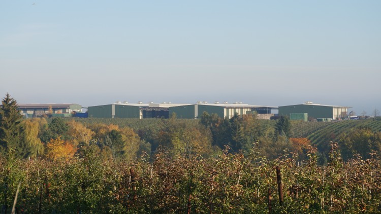 Grüne Lagerhallen und Plantagen in herbstlicher Landschaft mit Bäumen und Sträuchern unter klarem Himmel.