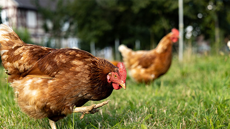 Ein braunes Huhn steht auf einer grünen Wiese, im Hintergrund ist unscharf ein zweites Huhn zu sehen.