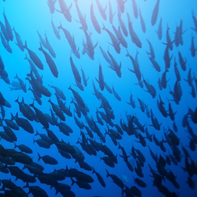 Ein großer Schwarm schwarzer Fische schwimmt in tiefblauem Wasser, Licht strahlt von oben ins Meer.