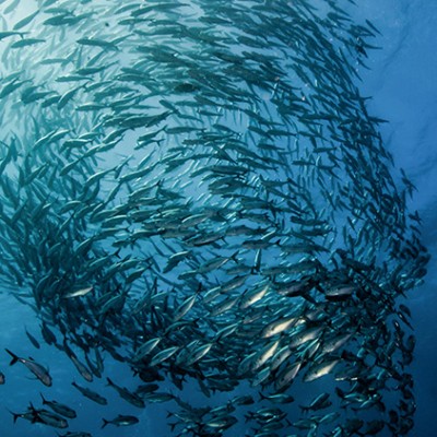 Ein großer Fischschwarm schwimmt in spiraliger Formation in blauem, lichtdurchflutetem Wasser.