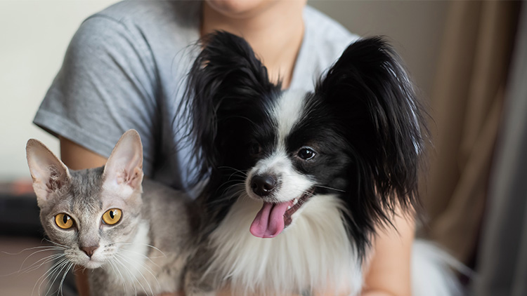 Eine graue Katze mit gelben Augen und ein schwarz-weißer Hund sitzen dicht beieinander, die Zunge des Hundes ist sichtbar.