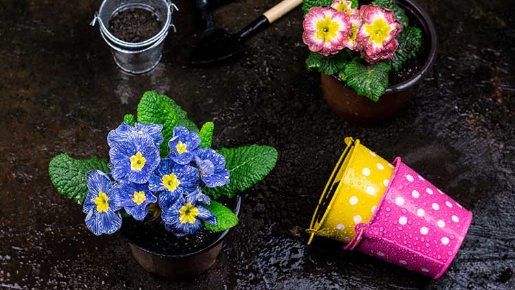 Blumentöpfe mit blauen und rosa Primeln auf dunklem Untergrund, daneben eine Schaufel und bunte Eimer mit weißen Punkten.