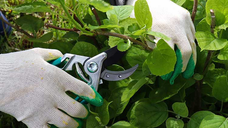 Hände mit Gartenhandschuhen schneiden mit einer silbernen Gartenschere einen grünen Strauch mit großen Blättern.