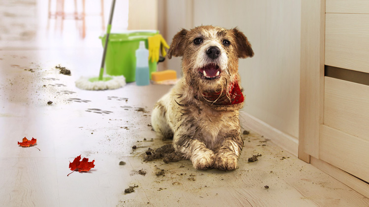 Ein schmutziger Hund liegt auf einem hellen Holzboden vor einer geschlossenen Tür, daneben Reinigungsmittel und ein Mopp.