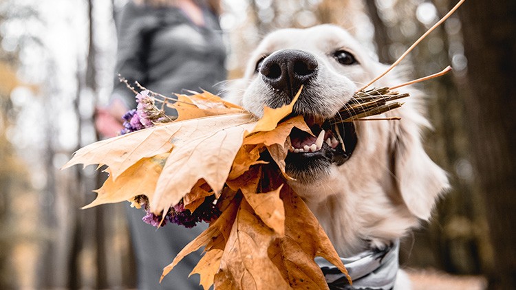 Ein Hund hält bunte Herbstblätter und lila Blumen in seinem Maul, im Hintergrund unscharf eine Person im Wald.