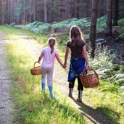 Zwei Personen mit Körben gehen auf einem von Sonne beleuchteten Waldweg, umgeben von Tannen und grünem Farn.
