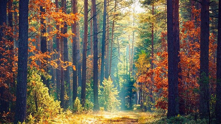 Ein sonnendurchfluteter Waldweg, umgeben von hohen Bäumen mit grünen und herbstlich gefärbten Blättern.