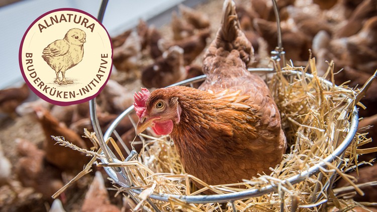 Ein braunes Huhn sitzt in einem Hängekorb mit Stroh, links oben das Logo „Alnatura Bruderküken-Initiative“ mit Huhnzeichnung.