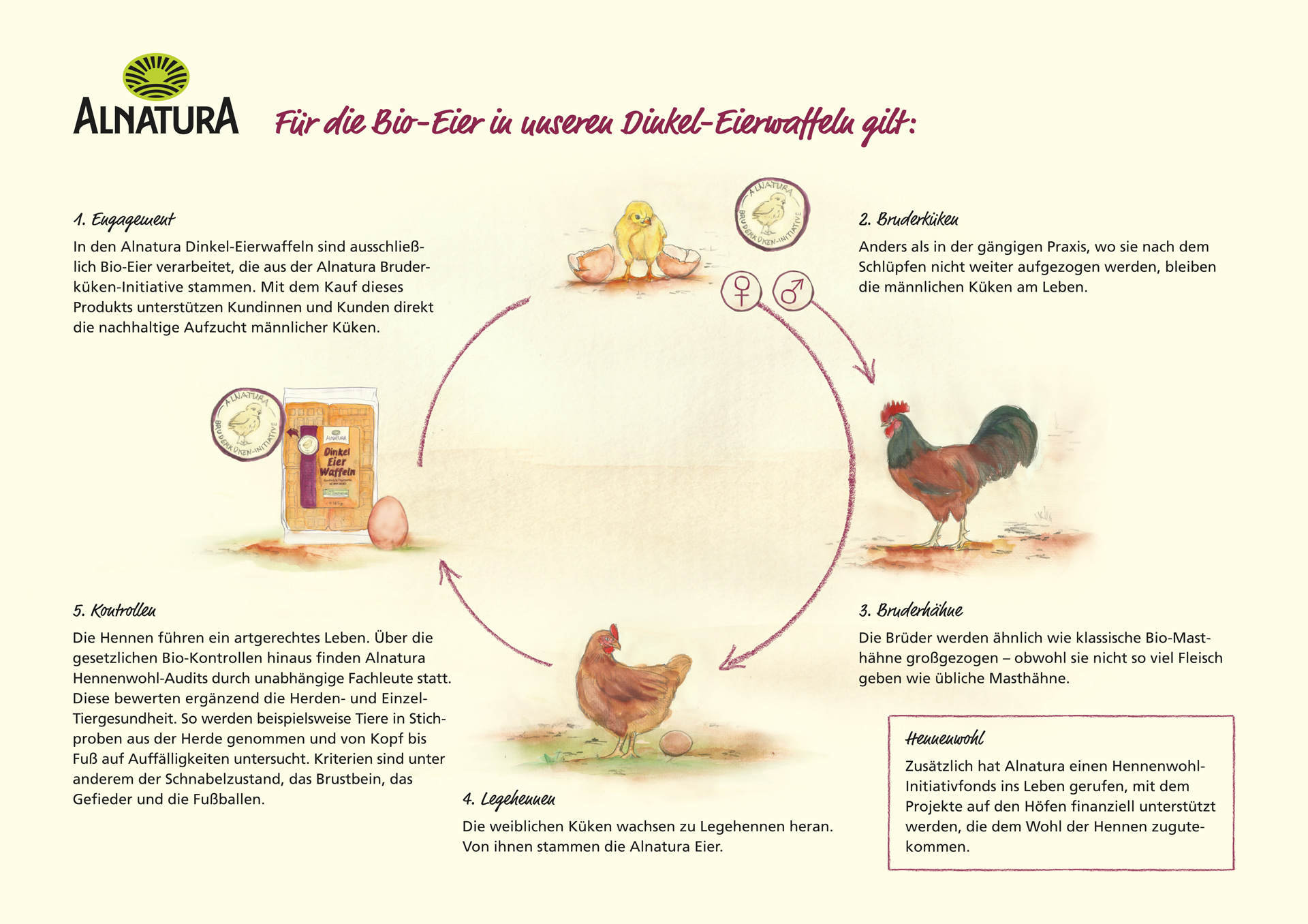 Infografik zu den Alnatura-Waffeln der Bruderküken-Initiative