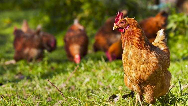 Ein braunes Huhn steht auf einer grünen Wiese, im Hintergrund sind unscharf weitere Hühner und Büsche zu sehen.