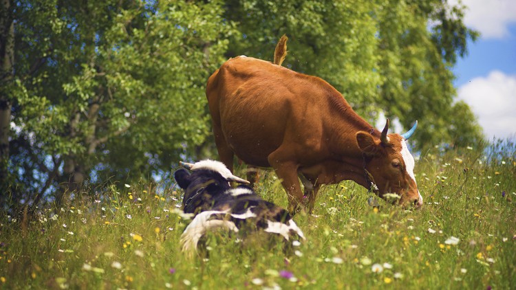 Eine braune Kuh steht grasend auf einer blühenden Wiese, während eine schwarz-weiße Kuh im Vordergrund liegt.