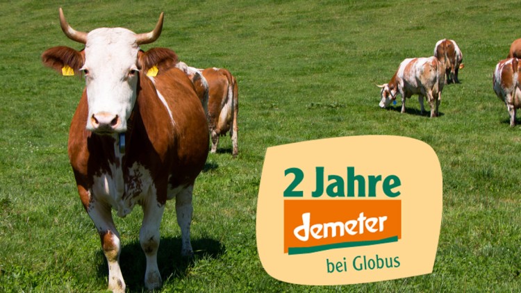 Braun-weiße Kühe stehen und grasen auf einer grünen Wiese, Text „2 Jahre demeter bei Globus“ und „Bio“ mit GLOBUS-Logo sichtbar.