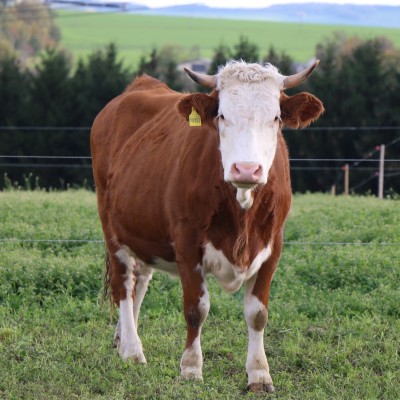 Braun-weiße Kuh mit gelber Ohrmarke steht auf einer grünen Wiese, im Hintergrund Bäume und ein Weidezaun.