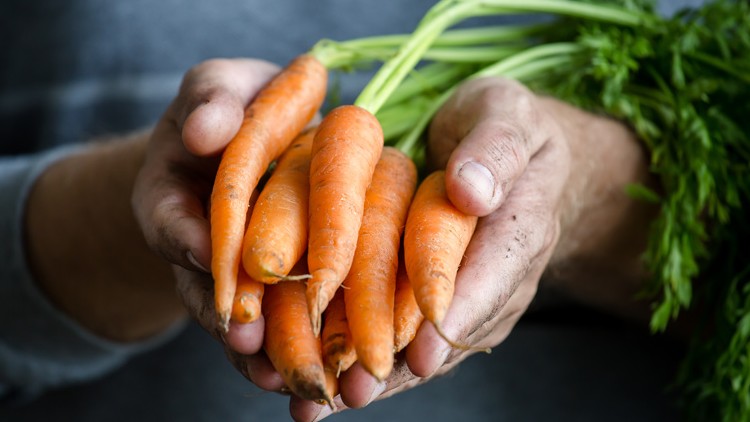 Zwei Hände halten frische, orangene Bundmöhren mit grünem Blattansatz vor einem unscharfen grauen Hintergrund.